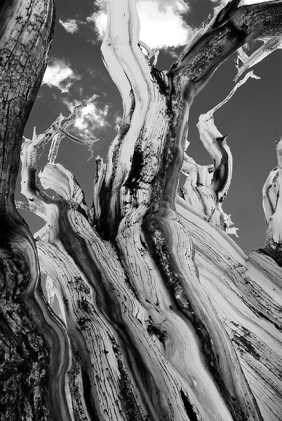 bristlecone13