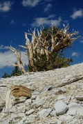 bristlecone01