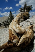 bristlecone03