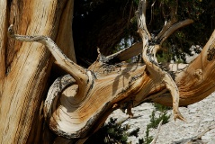 bristlecone05