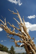 bristlecone10