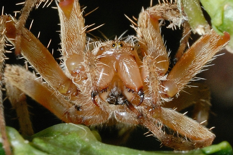 Spider in Hydrangia plant at Carlsbad home-06-2 8-27-07