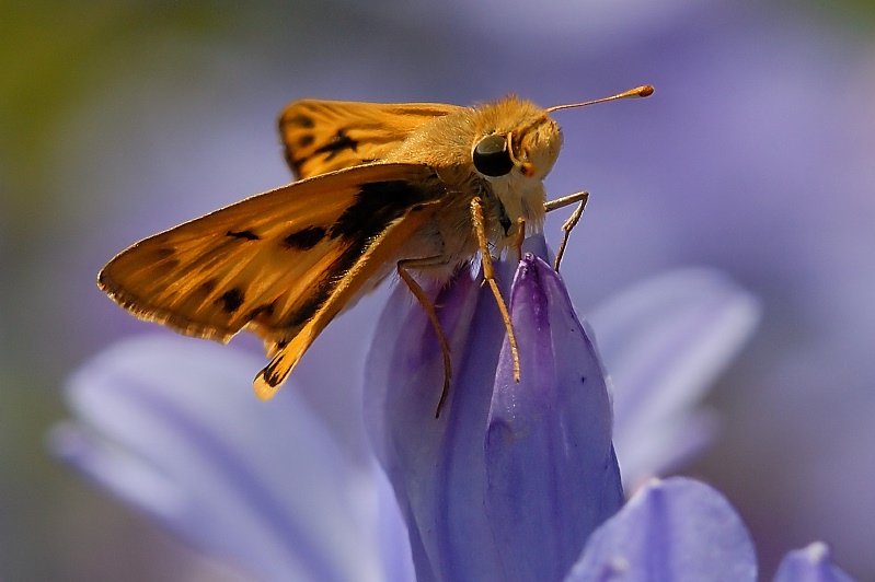 Moth on Agapanthus at Carlsbad home-06 7-17-07