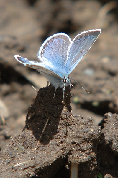 Small blue butterfly on rim trail of Royal Gorge near Serene Lakes-08 6-11-07