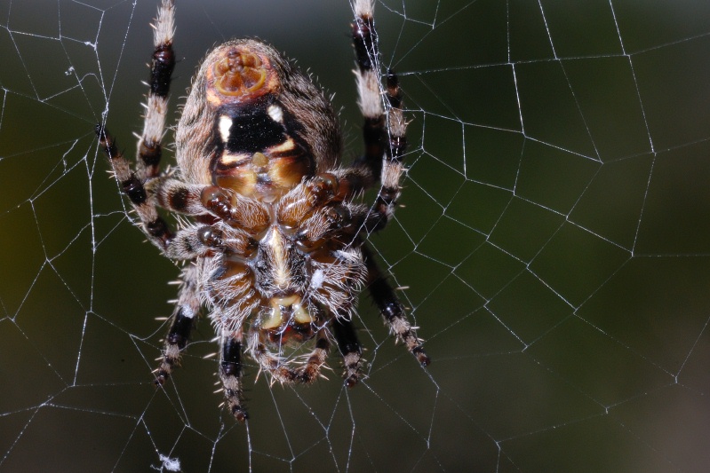 Orb Weaver spider at Carlsbad home-03 9-5-07