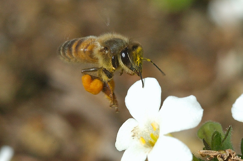 Bee gathering nectar at Carlsbad home-13 1-29-06