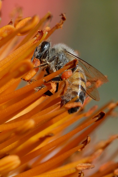 Bee on flower at Quail Garden in Encinitas-06 2-7-07