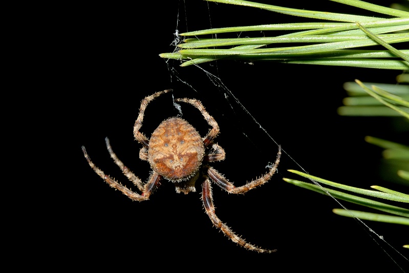 Brown spider in Carlsbad-07 7-5-06