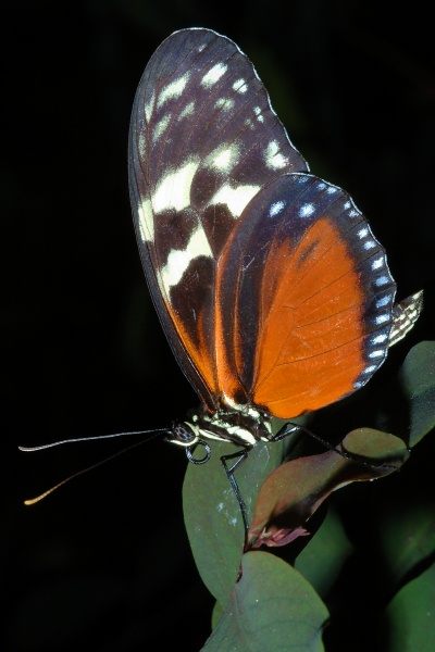 Butterfly at San Diego Animal Park in Escondido-02 4-19-07