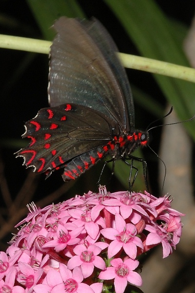 Butterfly at San Diego Animal Park in Escondido-26 4-19-07