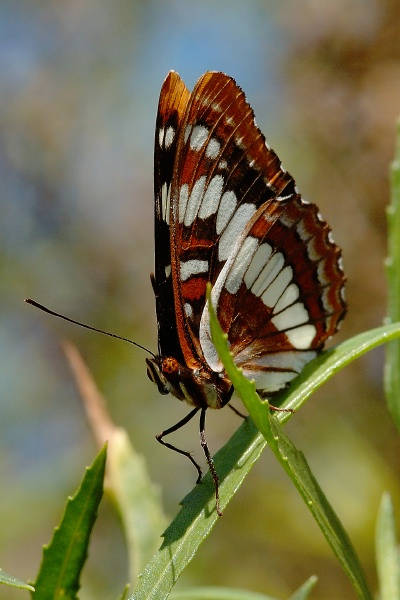 Butterfly in Rancho Carrillo canyon Carlsbad-12 1-31-06