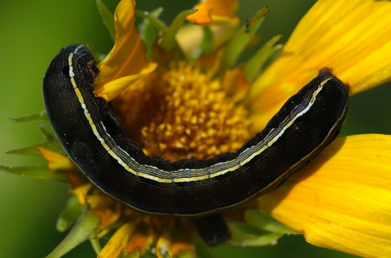 Caterpillar on daisy flower-3 8-8-05