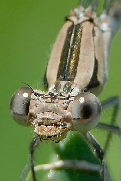 Damselfly at Carlsbad home-7-2 7-4-06