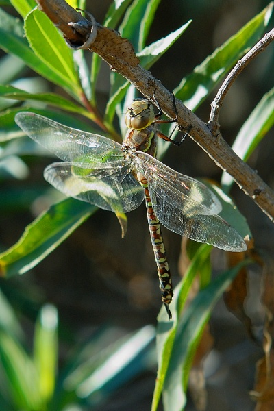 Dragonfly at San Joaquin Wildlife Reserve in Irvine-4 11-8-06