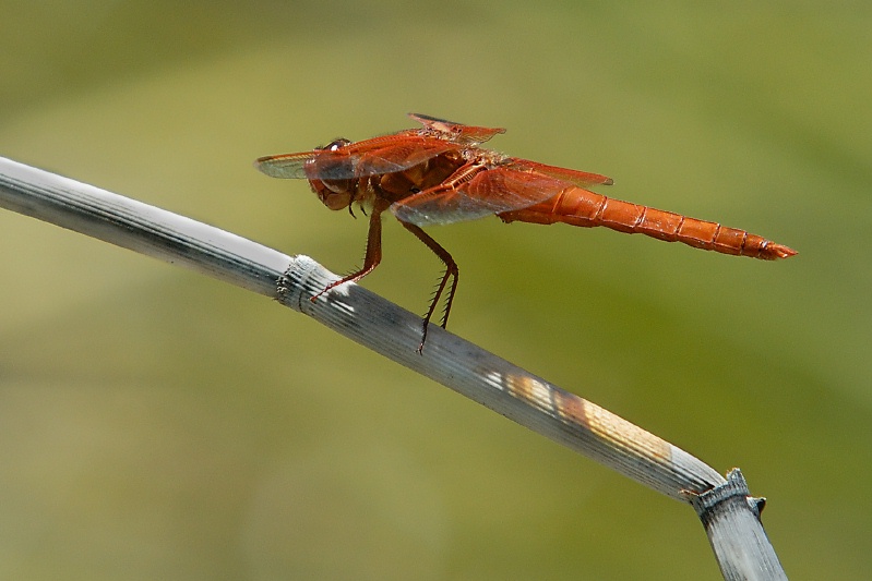 Red Dragonfly at San Diego Animal Park in Escondido-04-2 5-10-07