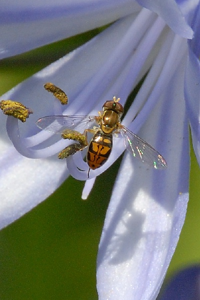 Small wasp on flower at Carlsbad home-1-2 5-22-06