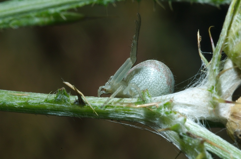 Spider on plant in Moraga hills-4