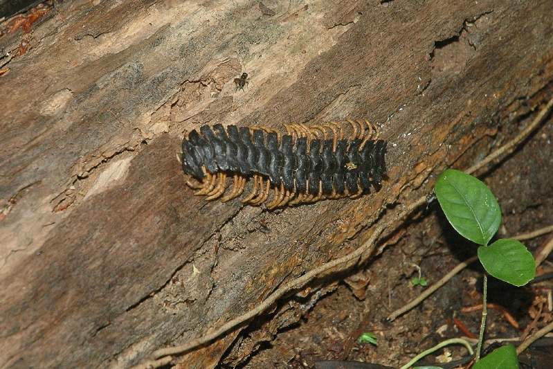 FK Millipede on trail near Sacha Lodge Ecuador-1 8-8-04