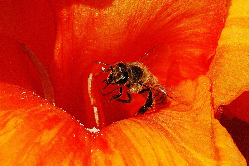 Bee in orange flower at Via Conquistador home in Carlsbad-1-2 7-24-06