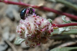 Blue wasp on Buckwheat flower along rim trail of Royal Gorge near Serene Lakes-04 6-11-07