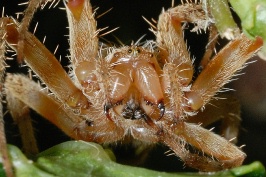 Spider in Hydrangia plant at Carlsbad home-06-2 8-27-07