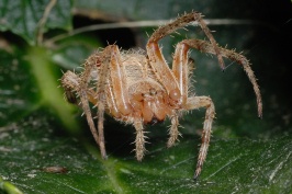 Spider in Hydrangia plant at Carlsbad home-40 8-27-07