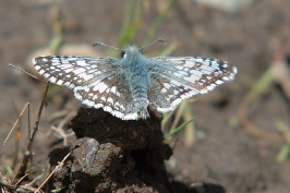 Small butterflies in mud on rim trail of Royal Gorge near Serene Lakes-09 6-11-07