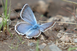 Small blue butterfly on rim trail of Royal Gorge near Serene Lakes-12 6-11-07