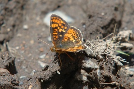 Orange & black butterfly on rim trail of Royal Gorge near Serene Lakes-01 6-11-07