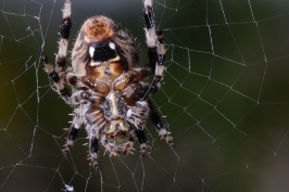 Orb Weaver spider at Carlsbad home-03 9-5-07