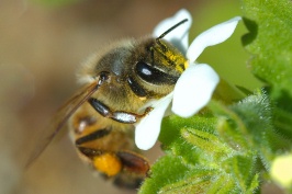 Bee gathering nectar at Carlsbad home-16 1-29-06