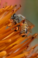 Bee on flower at Quail Garden in Encinitas-06 2-7-07