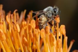 Bee on flower at Quail Garden in Encinitas-2 2-7-07