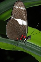 Butterfly at San Diego Animal Park in Escondido-05 4-19-07