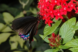 Butterfly at San Diego Animal Park in Escondido-20 4-19-07