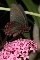 Butterfly at San Diego Animal Park in Escondido-26 4-19-07