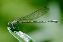 Damselfly at Carlsbad home-2 7-4-06