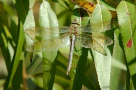 Dragonfly at San Joaquin Wildlife Reserve in Irvine-2 11-8-06