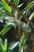 Dragonfly at San Joaquin Wildlife Reserve in Irvine-4 11-8-06