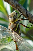 Dragonfly at San Joaquin Wildlife Reserve in Irvine-6-2 11-8-06