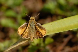 Small moth on leaf at Via Conquistador home in Carlsbad-1 8-24-06