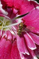 Small wasp on flower at Carlsbad home-5 5-22-06