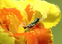 HH Grasshopper on red-yellow flower at Sacha Lodge Ecuador-3 8-10-04