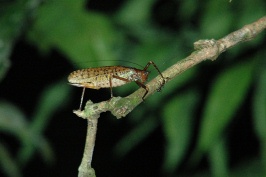 DZ Cicadea in jungle at night at Sacha Lodge Ecuador 8-9-04