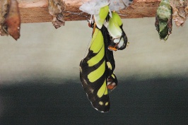 GO Butterfly emerging from chrysilis at farm at Sacha Lodge Ecuador-1 8-10-04