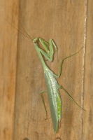 LE Praying Mantisse at Sacha Lodge Ecuador-1 8-12-04