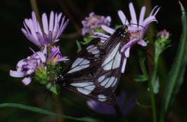 BA-Butterflies on wildflowers at Yellowstone 8-01