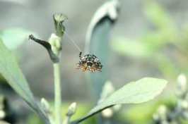 Mangrove Spider at Mag Bay Mexico 2-86