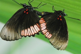 GO Mating butterflies at butterfly farm at Sacha Lodge 8-10-04