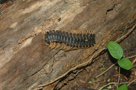 FK Millipede on trail near Sacha Lodge Ecuador-1 8-8-04